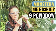 Co zrobic zeby MONSTERA szybciej rosła? Dlaczego monstera nie rośnie?