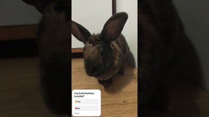 Lucynka wychodzi na minutowy spacerek #pets #bunny #love