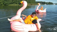 Rydwany flamingów? Challenge accepted!
