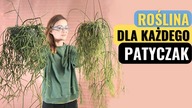 PATYCZAK - Rhipsalis pielęgnacja, rozmnażanie, przesadzanie, podłoże, nawożenie