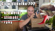 Tego jeszcze u mnie nie było :). #akwarium #akwarystyka #akwariumroślinne