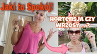 CO ZOSTAWIĆ HORTENSJE CZY JUKĘ? WRZOSY KUSZA...  A JA SZUKAM TELEFONU!