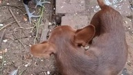 Tolek i kurczaki #chihuahua & Chickens
