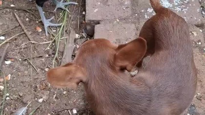 Tolek i kurczaki #chihuahua & Chickens