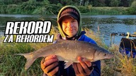 442 REKORDY Z ODRY - RZECZNY POPIS @WedkarstwoBezSpinki