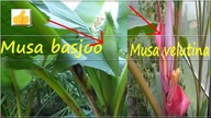 Odc-499-Kwitnący banan musa basjoo i musa velutina.  CDN.