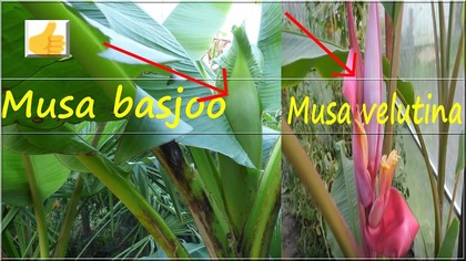 Odc-499-Kwitnący banan musa basjoo i musa velutina.  CDN.