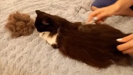 Starting a CAT WOOL business - handmade products from Krecia 