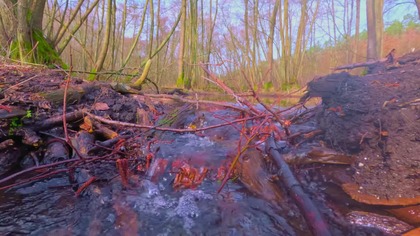 Delikatny strumień leśny i śpiew ptaków; relaksujące dźwięki natury 4K