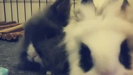 cute pets  #shorts #rabbits #bunnies #cute #pets #animals #sweet #love