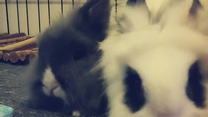 cute pets  #shorts #rabbits #bunnies #cute #pets #animals #sweet #love