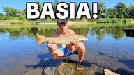680 WEEKEND W LUBUSKIM !!! ODRA Z UCIĄGIEM !!! FEEDER, TYCZKA, BARBARA !!!