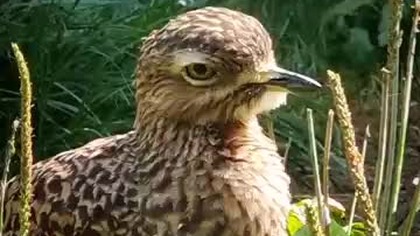 Kulon zwyczajny  #shorts #birds #ptaki