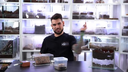 MRÓWKI PO ZIMOWANIU!  Messor, Camponotus, Rhytidoponera