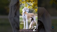 3 CIEKAWOSTKI O PSACH CZ 7