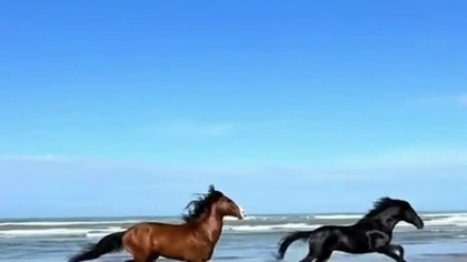 Horse #Trueman #horse #love #true