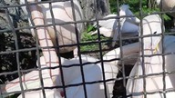 A close-up view on majestic Great White Pelican colony, zoo Warsaw