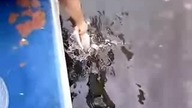 A rybki łowię tak !