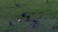 Walka ptak&oacute;w o bułkę !!!