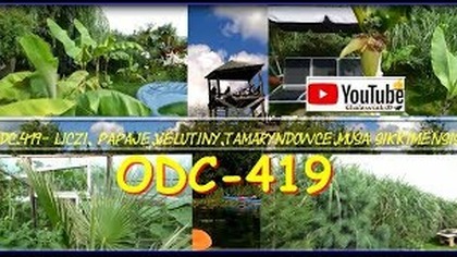 Odc 419-Liczi, papaje, velutiny, tamaryndowce, musa sikkimensis