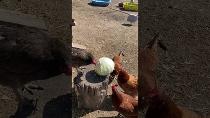 Kury, kaczki, gęsi i kapusta #albertzlasu