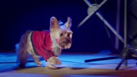 Pup star 2 razem raźniej