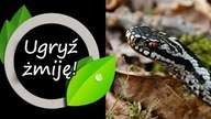 Ugryź żmiję zanim ona ugryzie Ciebie!