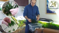 Szybkość wzrostu roślin.  Sprawdzamy co działa lepiej :) !
