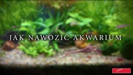Jak nawozić akwarium