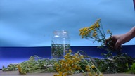 Wrotycz. Wywar, wyciąg, napar i gnoj&oacute;wka- naturalny oprysk na mszyce