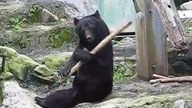 Kung fu niedźwiedź