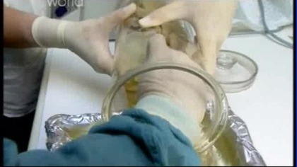 Powrót wymarłego gatunku - Klonowanie wilka workowatego (2002) [Lektor PL]