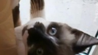 Moje słodkie urwisy  #shorts #kot #kotek #kotki #kittens #funny #funnycats