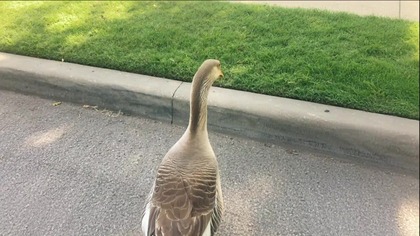 Honk opowieść o pewnym gąsiorze - filmy dokumentalne Ogladaj na