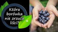 Która odmiana borówki nie zrzuca liści na zimę?