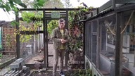 Królik kalifornijski * Naprawa woliery * California rabbit on the run and repairing the aviary