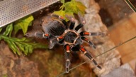Odświeżenie terrarium dorosłej samicy Brachypelma auratum
