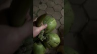 Kokosy