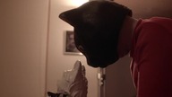Cat Sick Blues 2015 Napisy