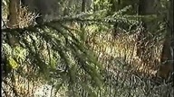 Yanni - Nightingale (Wiosna W Puszczy Knyszyckiej)
