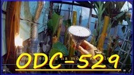 Odc-529-Dlaczego rośliny egzotyczne jesienią,zimą padają,alokazja,kolokazja,banany itp. Porada.
