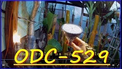 Odc-529-Dlaczego rośliny egzotyczne jesienią,zimą padają,alokazja,kolokazja,banany itp. Porada.