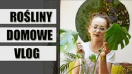 Doniczkowe rośliny domowe - VLOG