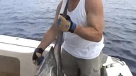 Marlin zjedzony przez rekina tygrysiego