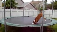 Pies skacze na trampolinie