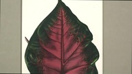 Louis Benoit VAN HOUTTE, Caladium Baraquinii, ok.  1858 r.