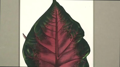 Louis Benoit VAN HOUTTE, Caladium Baraquinii, ok.  1858 r.