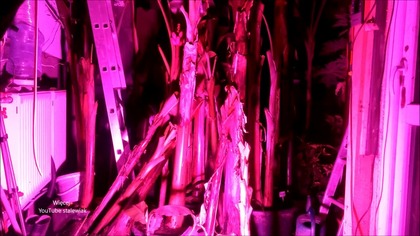 Odc-361-Led grow 80w vs Led grow cob 50w full Spectrum.  Który jaśniej świeci ?