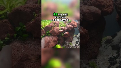 Proste rosliy do akwarium.