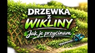 Jak przycinać drzewka z wikliny i żywy żywopłot 